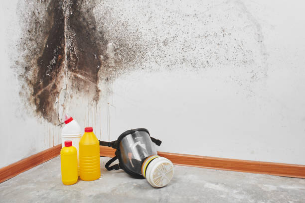 Best Home Mold Removal  in Wilmer, TX