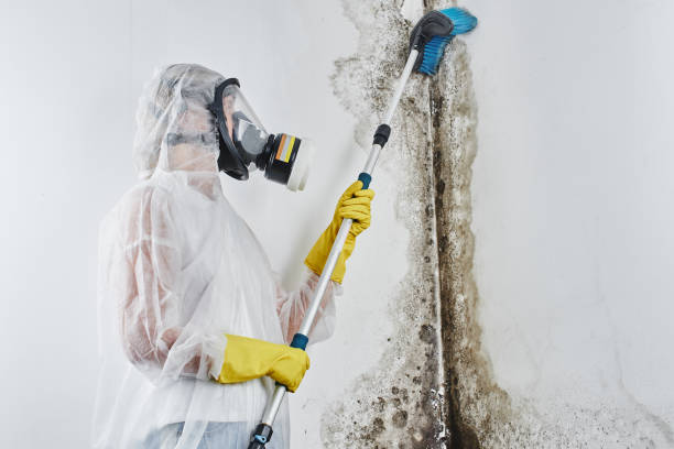 Best Attic Mold Removal  in Wilmer, TX