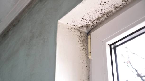 Best Mold Damage Repair  in Wilmer, TX
