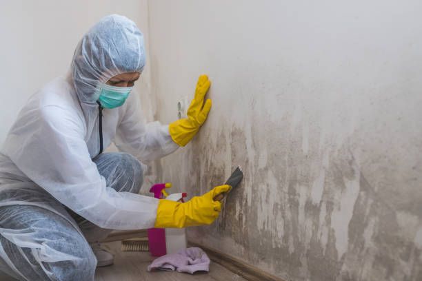 Home Mold Removal in Wilmer, TX