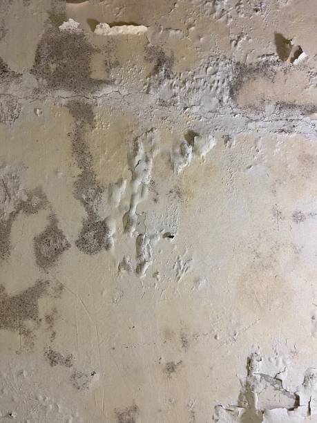 Best Mold Testing  in Wilmer, TX