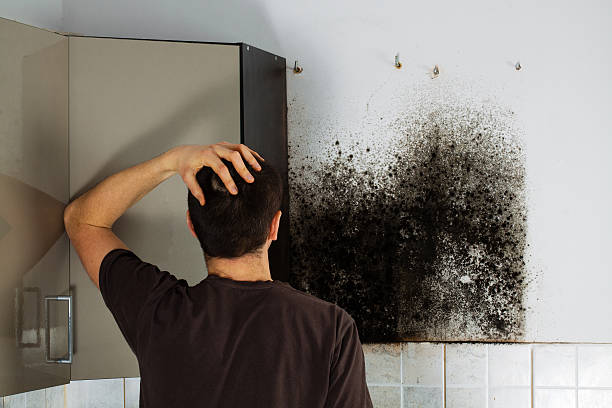 Best Toxic Mold Removal  in Wilmer, TX